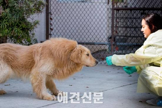 미국 동물보호단체, 한국 식용견 농장에서 30마리의 개 구조