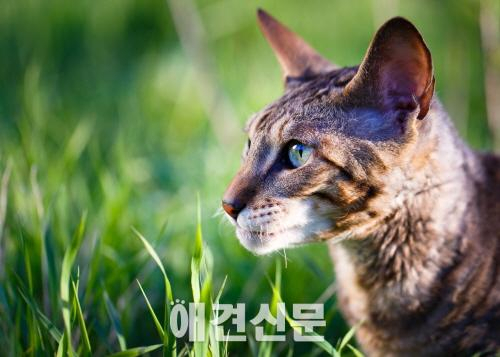 부산시 부경대에 길고양이 '야옹이 쉼터' 운영