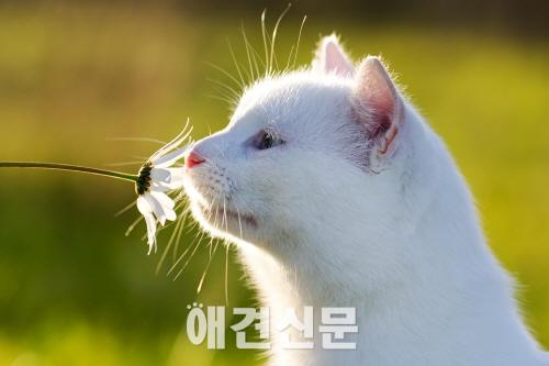 강원도, 올해 길고양이 중성화 사업 본격적으로 시행