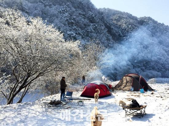 '반려견과 떠나요' 블로거 개난리의 눈꽃캠핑