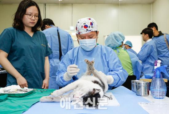 [인터뷰]고양이수의사회 김재영 회장 "TNR, 동물과 사람이 같이 공존할 수 있는 방법"