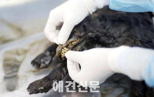 1만 2400년전 얼어죽은 개가 발견됐다