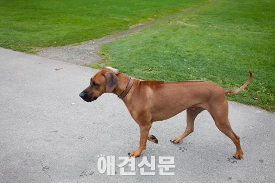 [앤드프로젝트] 나에게 반려동물은? #1