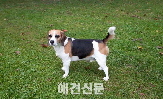 [앤드프로젝트] 나에게 반려동물은? #2