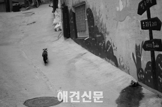 성북구 장수마을, '길고양이 급식소 만들기' 프로젝트 진행