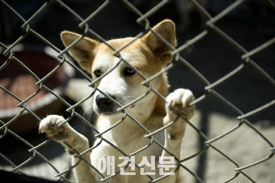 금천구, 유기동물 입양하면 30만원 지원