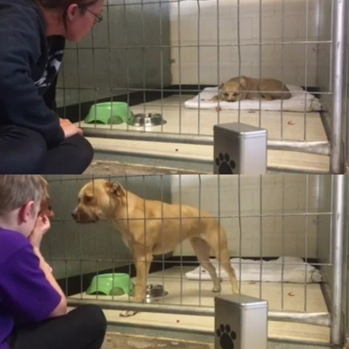 소년과 개, 감동적인 첫 만남의 순간