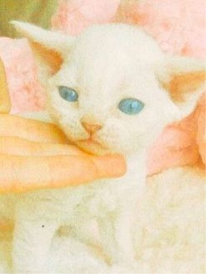 민효린, 아기고양이 매력에 풍덩...집사 준비 중