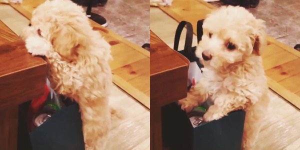 인피니트 우현 반려견 콩떡이, 깜찍 비주얼 오구오구