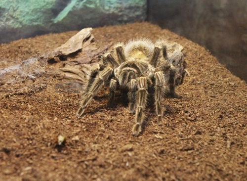 서울대공원 대표 '대식가 먹방스타' TOP10