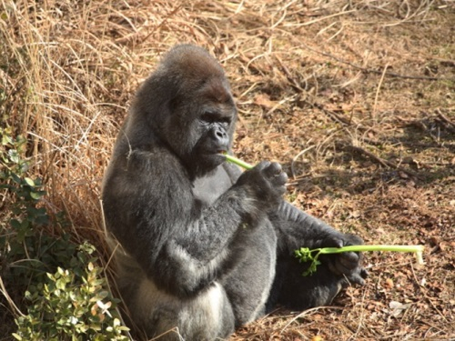 서울대공원 대표 '대식가 먹방스타' TOP10