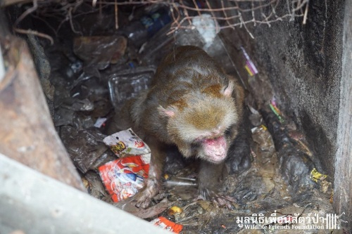 25년간 '지옥 같은 구덩이'에 갇혀 있던 원숭이