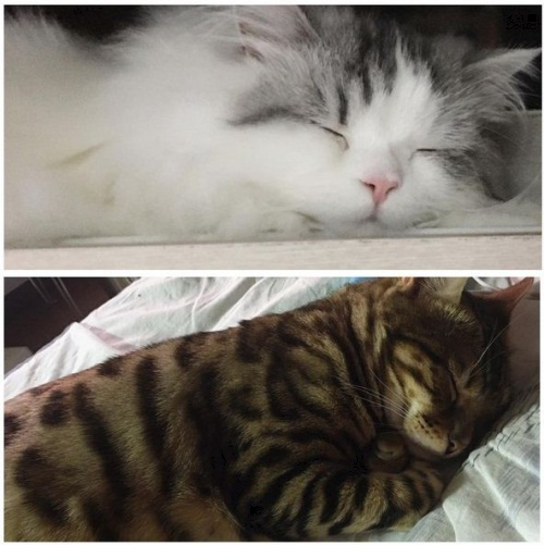 윤균상, 달달한 고양이 사랑 아들이랑 딸이랑