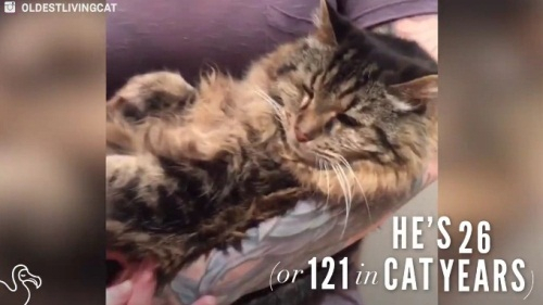 '세계 최고령 고양이' 코듀로이의 행복한 시간