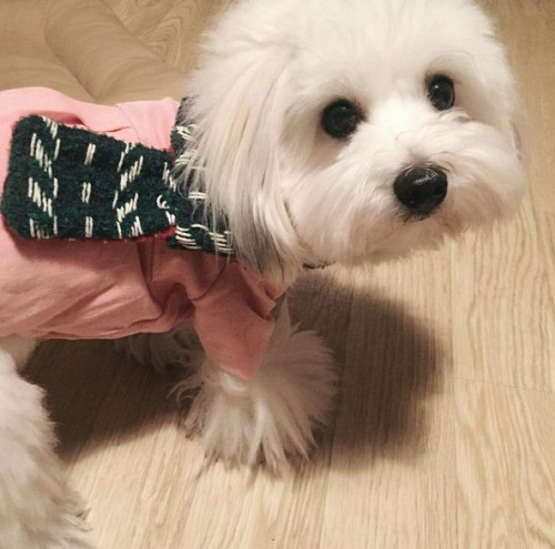 레인보우 재경, 반려견과 깜찍 투샷...마카롱입니다