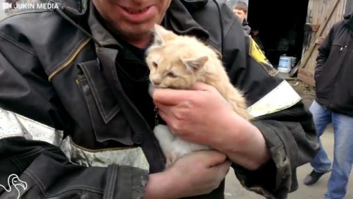 50마일 달린 트럭에서 구조된 고양이