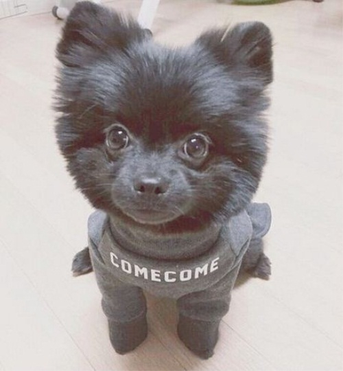 AOA 지민 깜찍 반려견 '컴컴이'