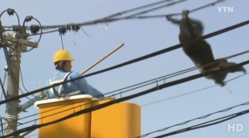 日 침팬지 탈출 소동...2시간 만에 포획