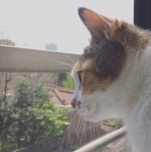 나인뮤지스 현아, 반려묘 '모야-호야' 근황 공개