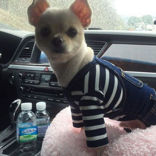 B1A4 산들, 반려견 향한 무한애정 우리 동생님 미소에 심쿵