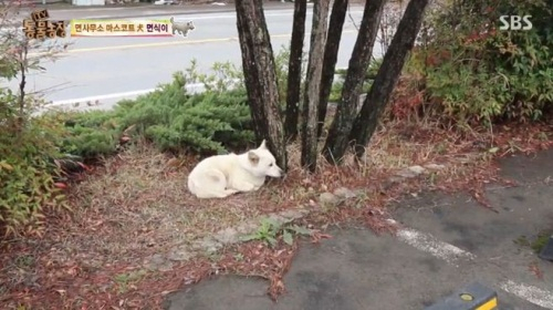 'TV 동물농장' 면사무소 마스코트 면식이의 사연