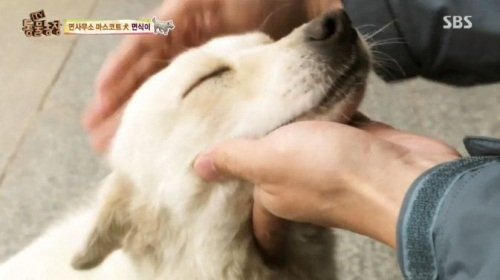 'TV 동물농장' 면사무소 마스코트 면식이의 사연