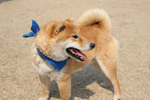 시바견 동호회 '시바나라' 전국 정모 현장 스케치