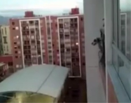 개를 구하기 위해 13층 아파트에 매달린 남자