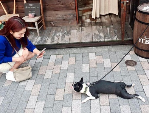 박신혜, 프렌치불독 매력에 풍덩 어떻게 이렇게 귀엽지