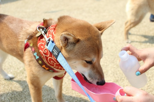 시바견 동호회 '시바나라' 전국 정모 현장 스케치