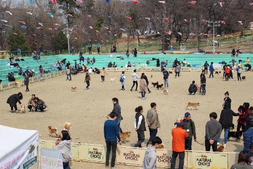 시바견 동호회 '시바나라' 전국 정모 현장 스케치