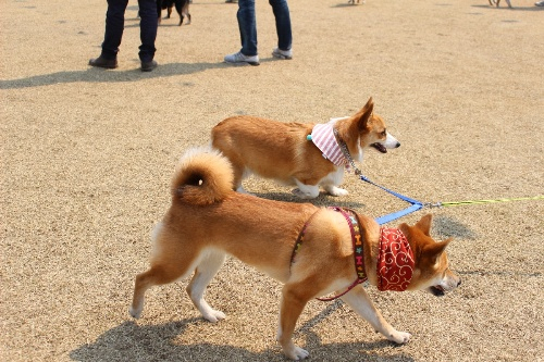 시바견 동호회 '시바나라' 전국 정모 현장 스케치
