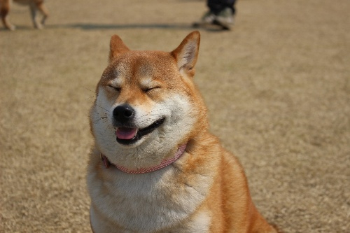 시바견 동호회 '시바나라' 전국 정모 현장 스케치