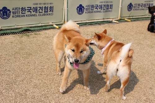 시바견 동호회 '시바나라' 전국 정모 현장 스케치