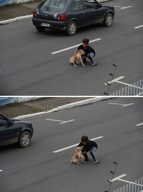 뺑소니 당한 강아지 위해...도로 위로 뛰어든 소년 '훈훈'