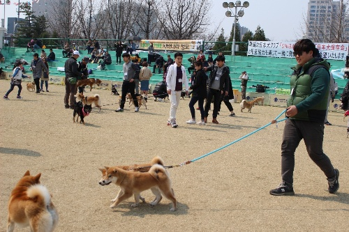 시바견 동호회 '시바나라' 전국 정모 현장 스케치