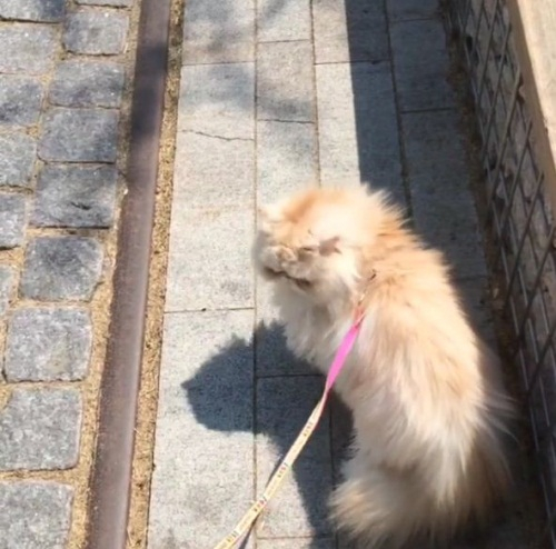 이엘 반려묘 망고, 산책냥 인증 용감해졌다 너