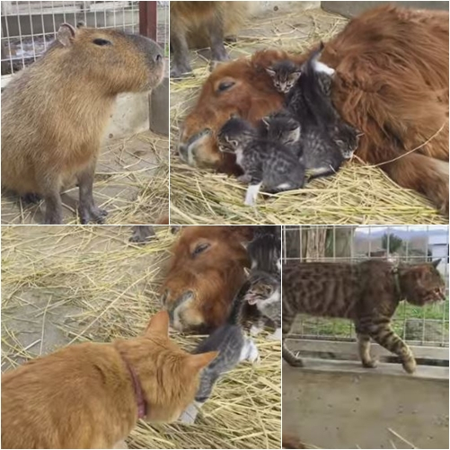 아기냥이 돌봐주는 조랑말과 카피바라...어미는 어디?