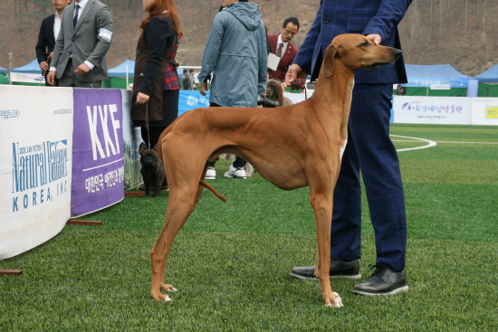 한국애견연맹 '2016강원 FCI 국제 도그쇼'현장