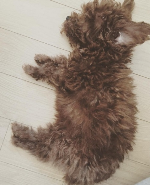 EXID 혜린 반려견 꼬물이, 심쿵 비주얼 오구 졸려