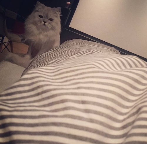 구하라 반려묘 차차, 사랑스러운 깜찍 비주얼