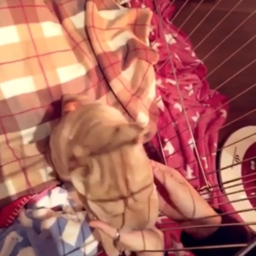 AOA 설현, 혜정 반려견 '쭈쭈' 어린시절 공개