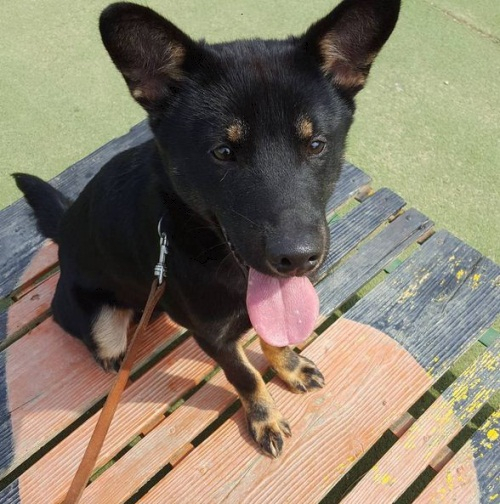 2AM 이창민, 애견 창복이 근황 공개 개...