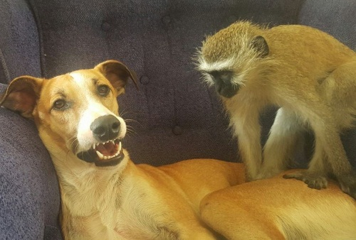 '모두의 친구' 사교성 좋은 원숭이 호레이스