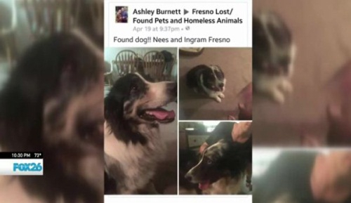 2년 만에 가족에게 돌아온 개 '타이탄'