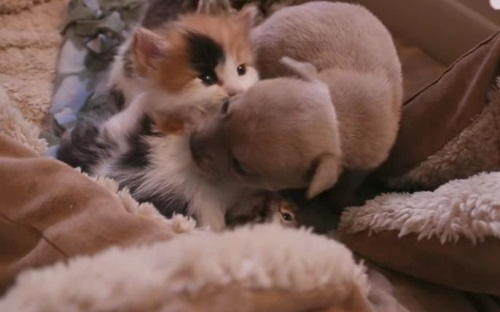 고양이 엄마에게 입양된 새끼 강아지