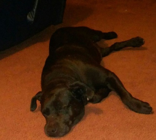 10년간 쇠사슬에 묶여 방치된 개 '치코'