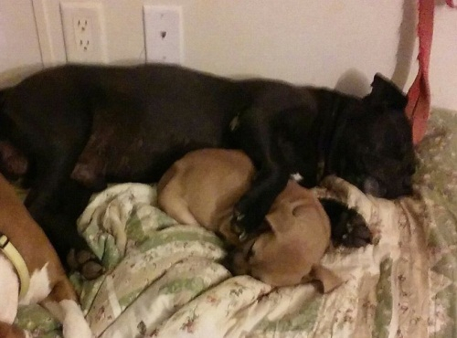 10년간 쇠사슬에 묶여 방치된 개 '치코'