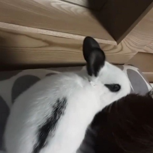 김기리, 토끼와 함께한 일상 "왜 내 머리를 먹니"