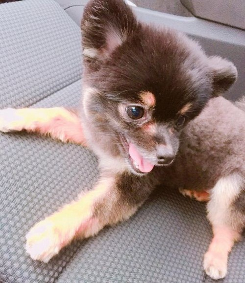 리지 반려견 짜장이, 깜찍 비주얼 "너의 자리"